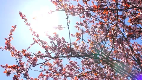 Pink cherry tree blossoms - wind moves branches - spring background - loop Stock Footage 152940555