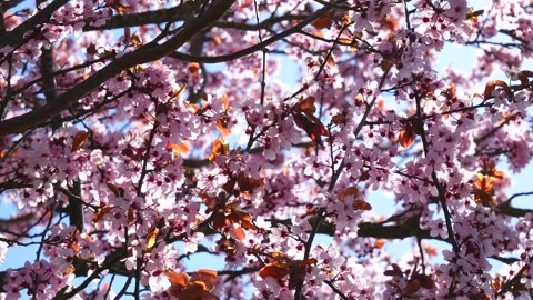 Pink cherry tree blossoms - wind moves branches - spring background - loop Stock Footage 152986067