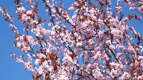 Pink cherry tree blossoms - wind moves branches - spring background - loop Stock Footage 152986158