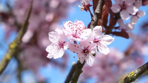 Pink cherry tree blossoms - wind moves branches - spring background - loop Stock Footage 152986470