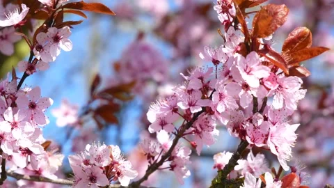 Pink cherry tree blossoms - wind moves branches - spring background - loop Stock Footage 152986945