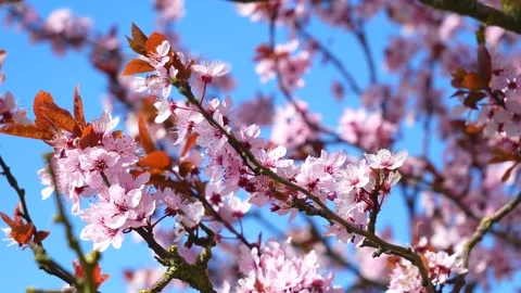 Pink cherry tree blossoms - wind moves branches - spring background - loop Stock Footage 152986965