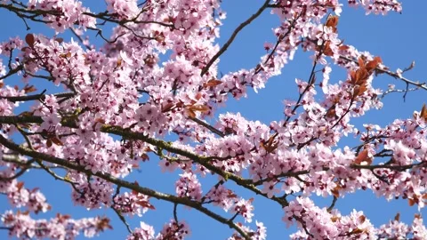 Pink cherry tree blossoms - wind moves branches - spring background - loop Stock Footage 152991603