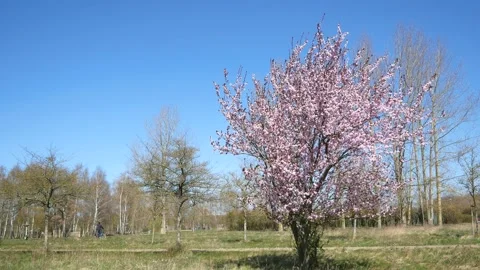 Pink cherry tree blossoms - wind moves branches - spring background - loop Stock Footage 152998126