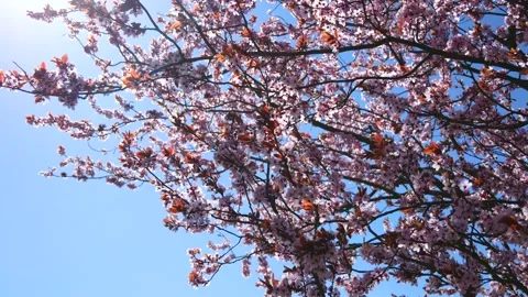 Pink cherry tree blossoms - wind moves branches - spring background - loop Stock Footage 153028837