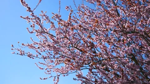 Pink cherry tree blossoms - wind moves branches - spring background - loop Stock Footage 153028850