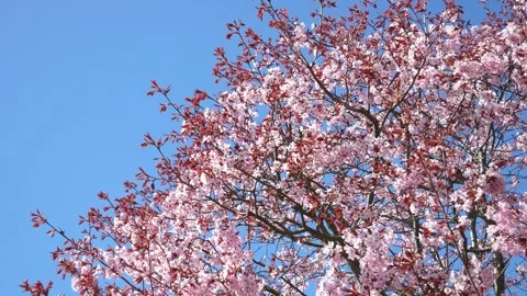 Pink cherry tree blossoms - wind moves branches - spring background - loop Stock Footage 153324509
