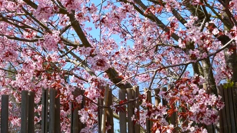 Pink cherry tree blossoms - wind moves branches - spring background - loop Stock Footage 153325755