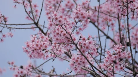 Pink cherry tree on blue sky Stock Footage 102359079
