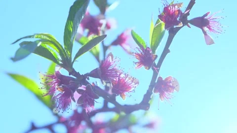 Pink cherry tree branch with blossom against blue sky Stock Footage 154725836
