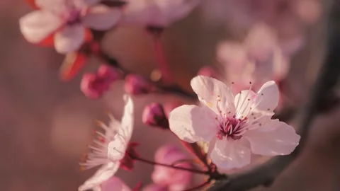 Pink cherry tree branch on blur background Stock Footage 133159323