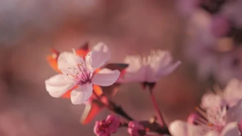 Pink cherry tree branch on blur background Stock Footage 133159466