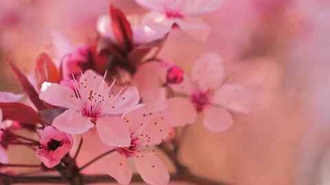 Pink cherry tree branch on blur background, flowers blossoming Stock Footage 133159490
