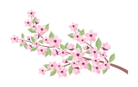 Pink cherry tree branch isolated on white background Illustrazione stock