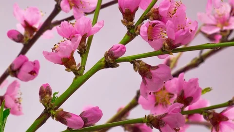 Pink Cherry Tree Flowers Blossoms. Stock-Footage 74555924