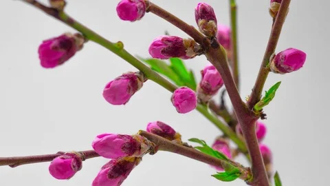 Pink Cherry Tree Flowers Blossoms. Video stock 74556829