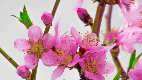 Pink Cherry Tree Flowers Blossoms. Stock Footage 74861519