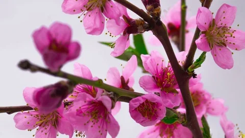 Pink Cherry Tree Flowers Blossoms. Stock Footage 74861520