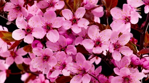 Pink Cherry Tree Flowers Blossoms. Stockbeeldmateriaal 74863254