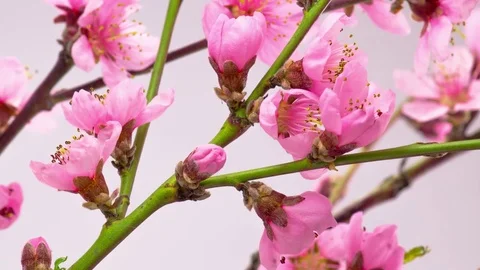 Pink Cherry Tree Flowers Blossoms. Stock Footage 85310060