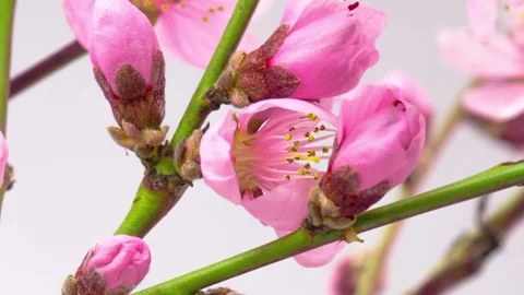 Pink Cherry Tree Flowers Blossoms. Stock-Footage 86775745