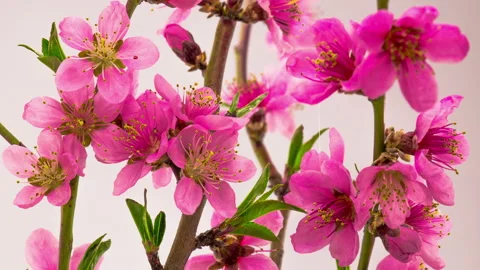 Pink Cherry Tree Flowers Blossoms. Vidéo 88477412