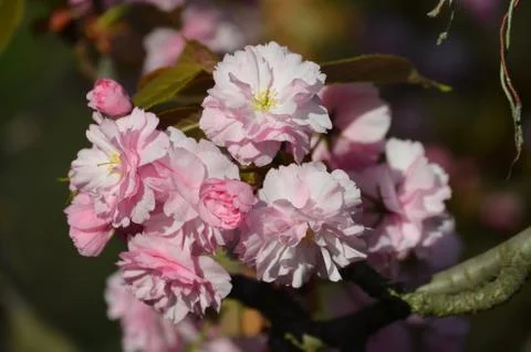 Pink cherry tree flowers, close up of spring flowers in a sunny day, sakura Stock-Fotos