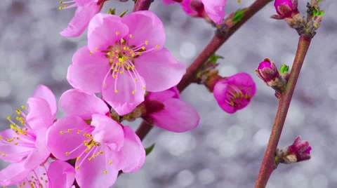 Pink Cherry Tree Flowers. Stockbeeldmateriaal 62502958