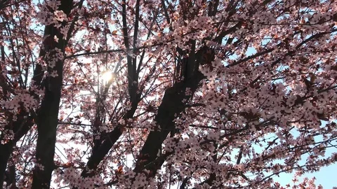 Pink cherry tree flowers on the moving branches in the warm wind of spring Stock Footage