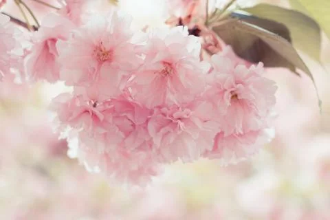 Pink cherry tree flowers Stock Photos