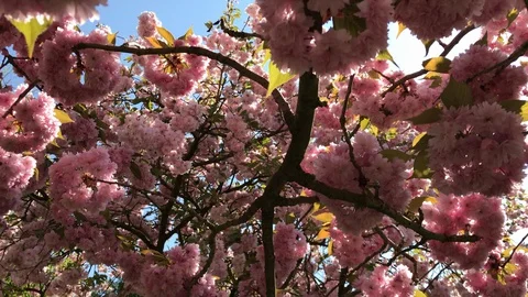 Pink cherry trees: camera flowing under the trees Stock Footage 129326717