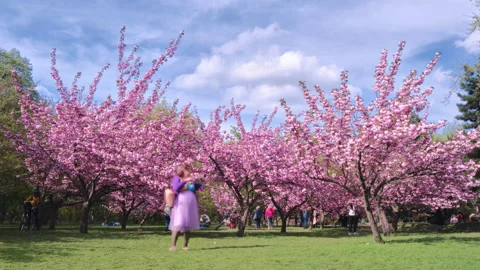 Pink cherry trees, the Japanese garden of Bucharest King Michael I Park, Romania Stock Footage