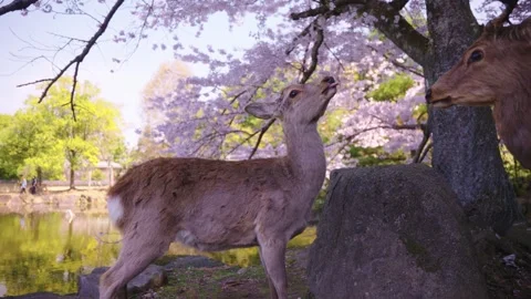 Pink Cherry Trees in Nara Japan, Deer Search for Food in Morning Stock Footage 336809516