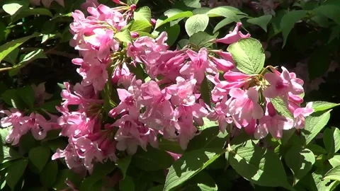 Pink chestnut flower Stock Footage 338116586