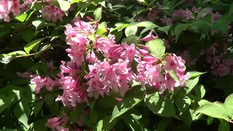 Pink chestnut flower Stockbeeldmateriaal 338116682