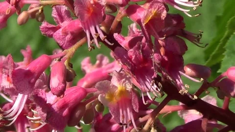 Pink chestnut flower 스톡 동영상 338116949