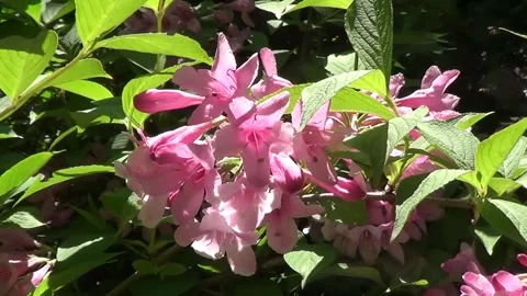 Pink chestnut flower Vidéo 338116954