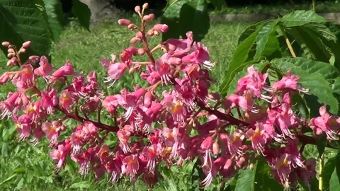 Pink chestnut 스톡 동영상 334863996