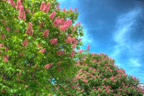 Pink chestnut Stock Photos