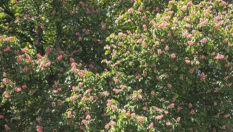 A pink chestnut tree blooming in spring Stock Photos