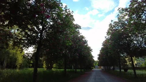Pink chestnut trees blooming against a bright sky Stock Footage 335422227