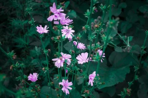 Pink chicory Stock Photos