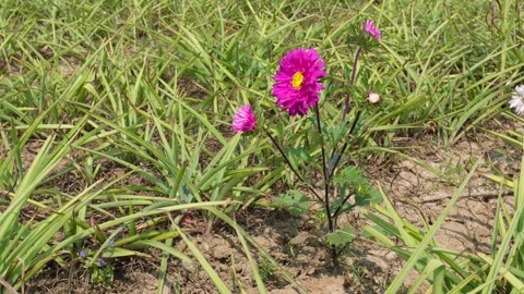 Pink China Aster Blooming 스톡 동영상 333897056