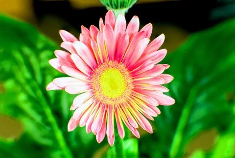 Pink china aster closeup Foto stock