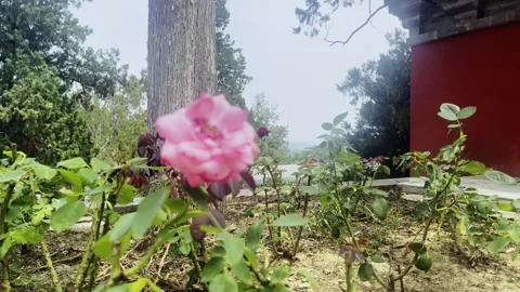 A Pink Chinese Rose - Focus Pull Stock Footage 314946745