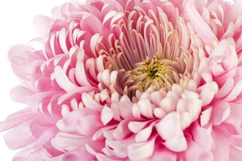 Pink chrysanth Stock Photos