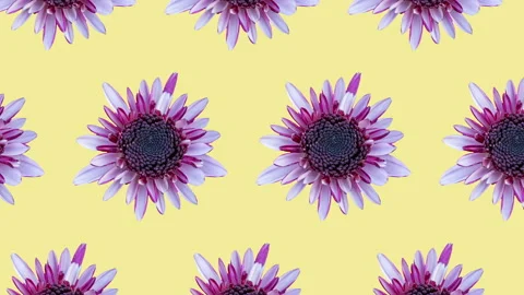 Pink chrysanthemum animated pattern on a yellow background Stock Footage 152112076