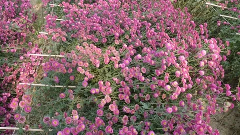 Pink Chrysanthemum Cluster Stockbeeldmateriaal 333261131
