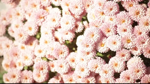 Pink chrysanthemum Stock Footage 919653