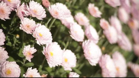 Pink chrysanthemum Stock Footage 919683
